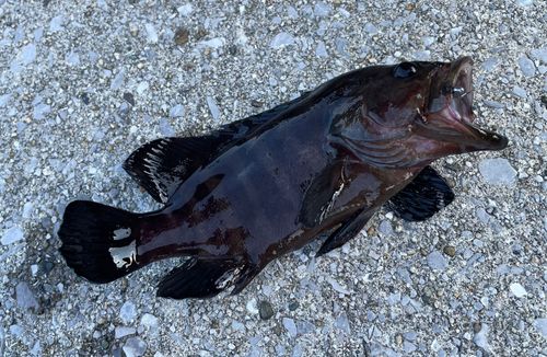 ヤミハタの釣果