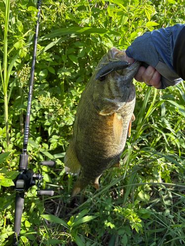 スモールマウスバスの釣果