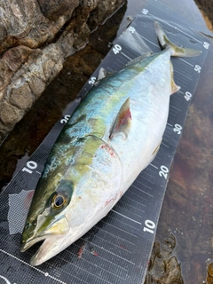 ハマチの釣果