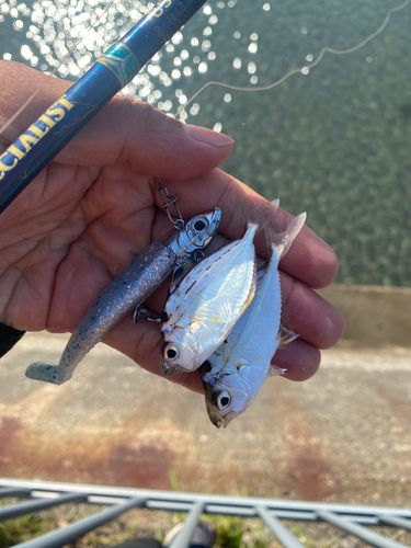 ヒイラギの釣果
