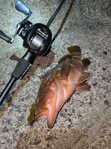 キジハタの釣果