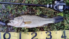 ブラックバスの釣果