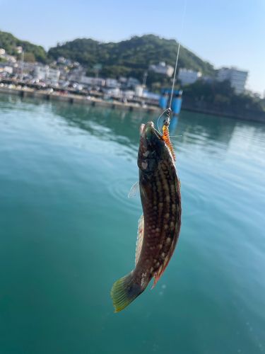 ベラの釣果