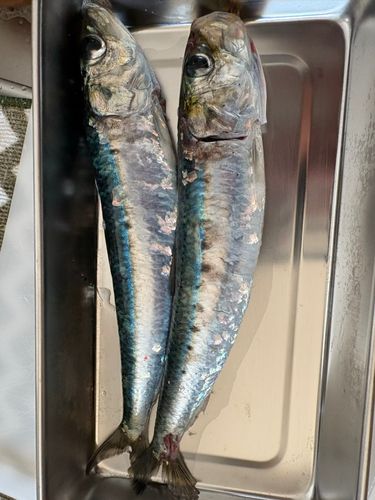 イワシの釣果