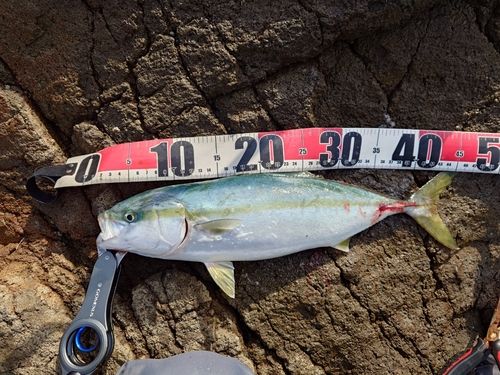 イナダの釣果