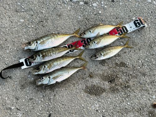 マアジの釣果
