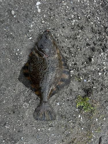 カレイの釣果