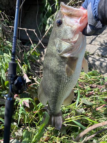 ラージマウスバスの釣果