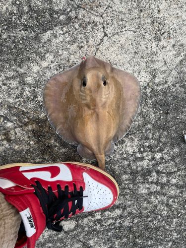 アカエイの釣果