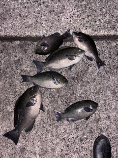 メジナの釣果