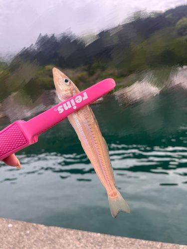 キスの釣果