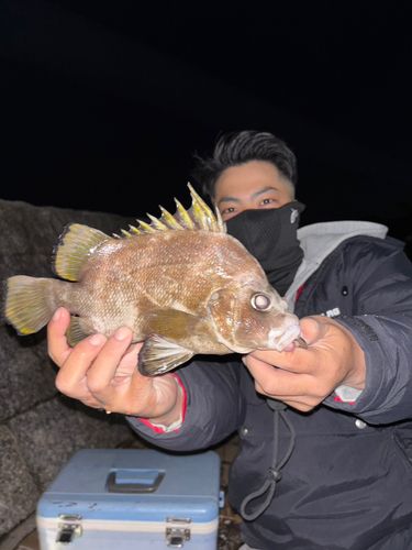 セトダイの釣果