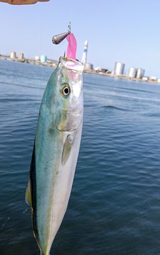コズクラの釣果