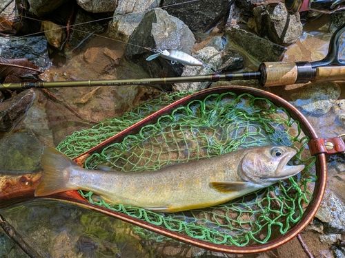 ヤマトイワナの釣果