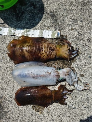 アオリイカの釣果