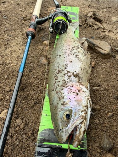 ニジマスの釣果