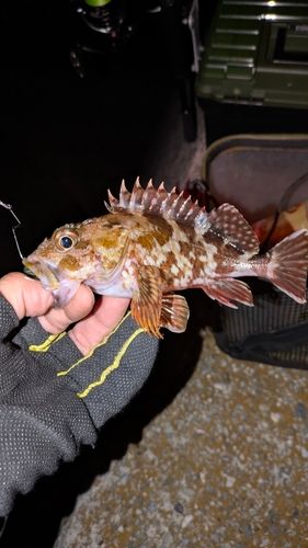 ガシラの釣果