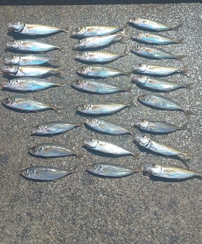 マアジの釣果
