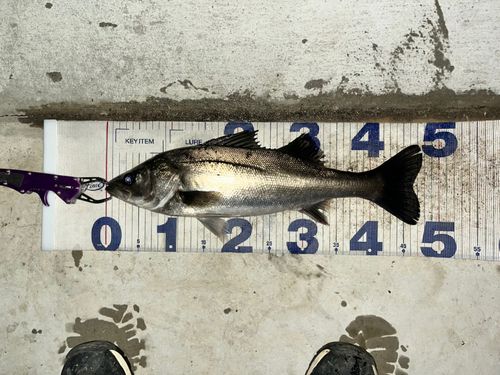 シーバスの釣果