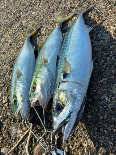 サバの釣果