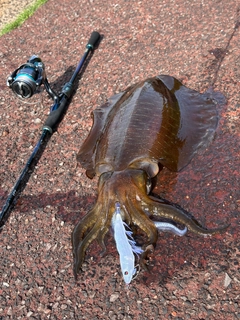 アオリイカの釣果
