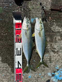イナダの釣果