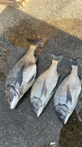 チヌの釣果