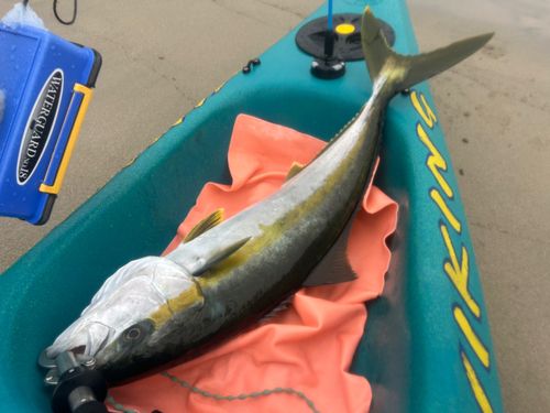 ヒラマサの釣果