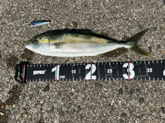コゾクラの釣果