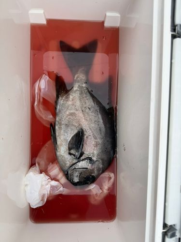 イシダイの釣果