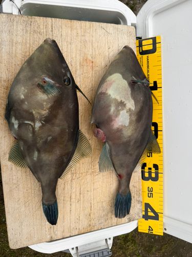 ウマヅラハギの釣果