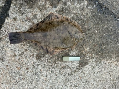カレイの釣果
