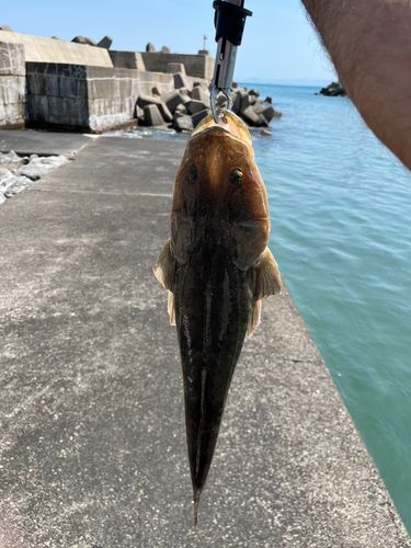 マゴチの釣果