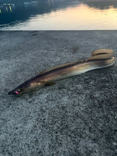 ハモの釣果
