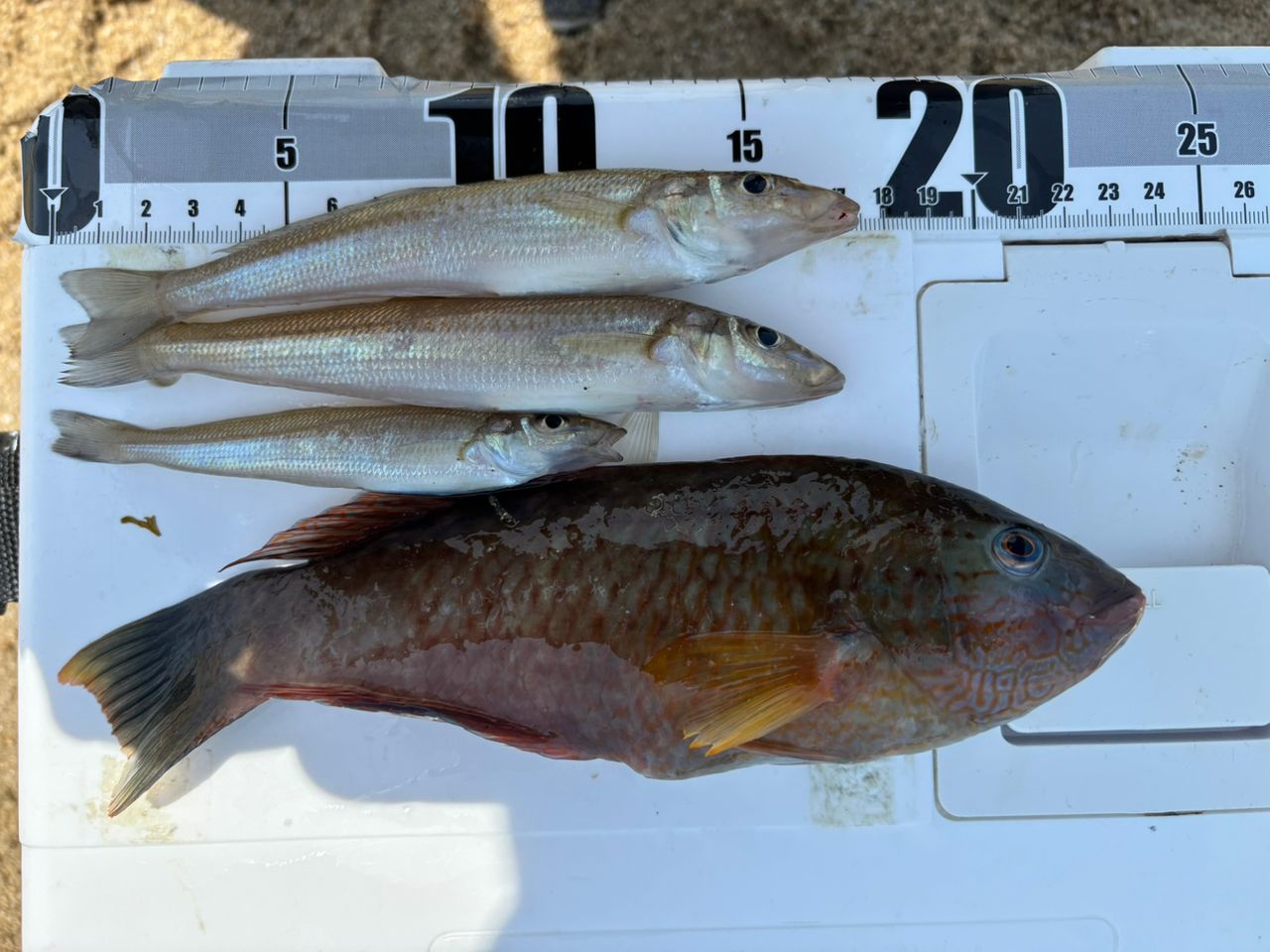 DAIWA 21プライムキャスター 27号-405・Nの最安値・インプレ・釣果