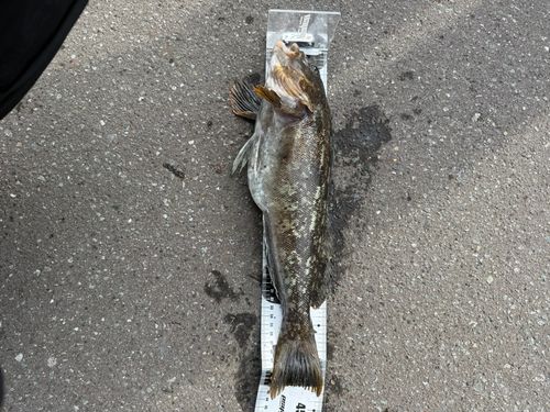 アブラコの釣果