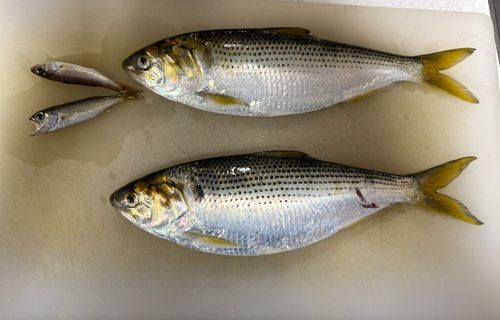 コノシロの釣果