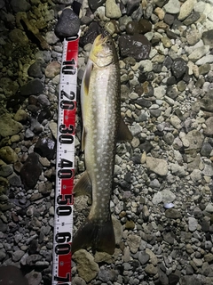 アメマスの釣果
