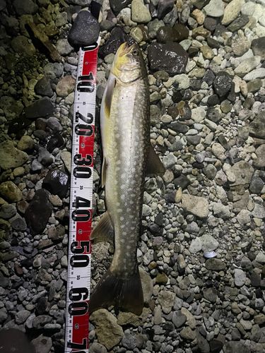 アメマスの釣果