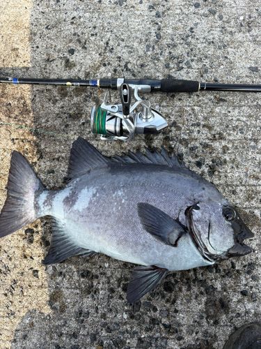 イシダイの釣果