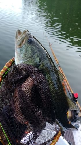 ヘラブナの釣果