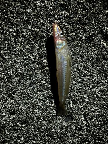 キスの釣果