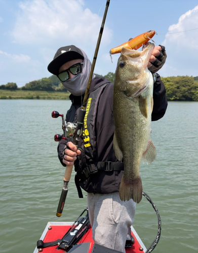 ブラックバスの釣果