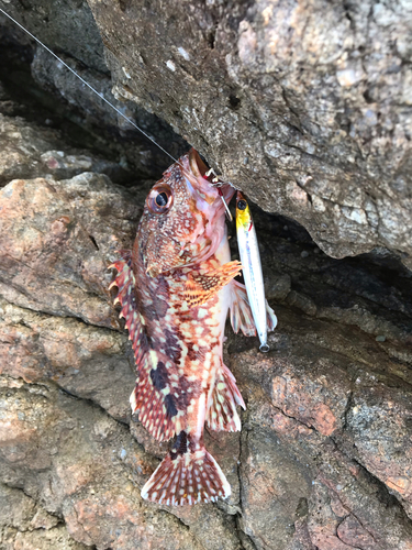 アラカブの釣果