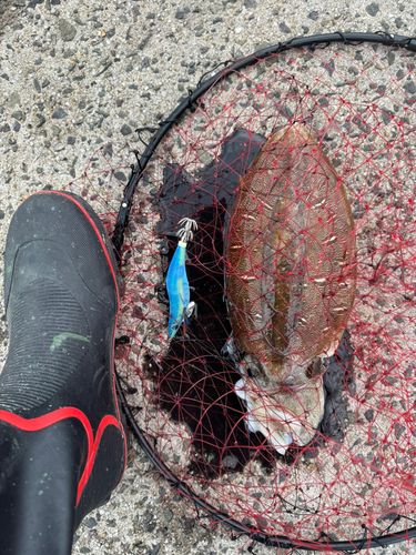 コウイカの釣果