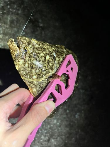 ソゲの釣果