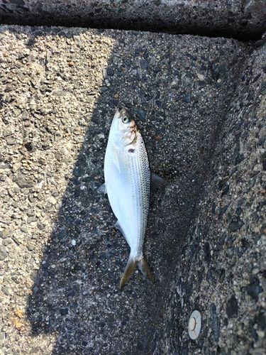 コノシロの釣果