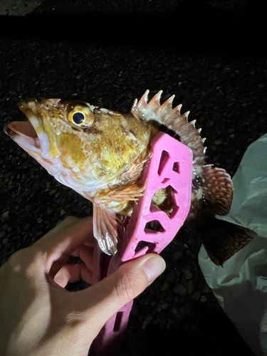 カサゴの釣果