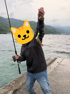 オキエソの釣果