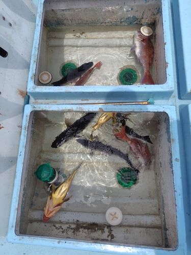 タイの釣果